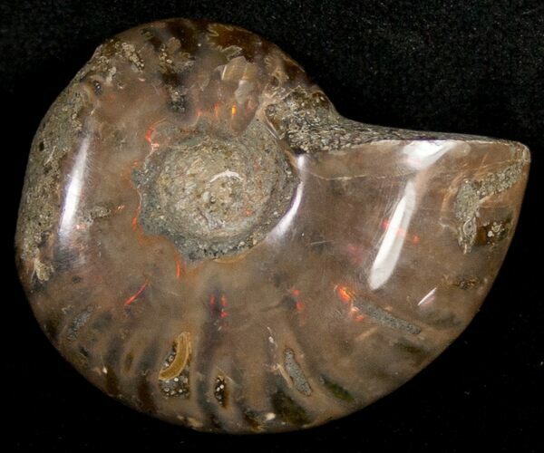 Flashy Red Iridescent Ammonite - Wide #10372